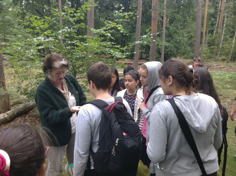 im Wald